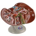 Denoyer-Geppert Anatomical Model, Liver and Gallbladder Model 0141-00